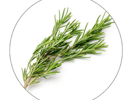 Fresh rosemary1