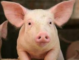 Pigs