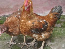 Poultry 2