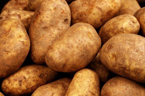 Depositphotos 29982489 stock photo russet potatoes close up