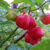 Vegetable garden