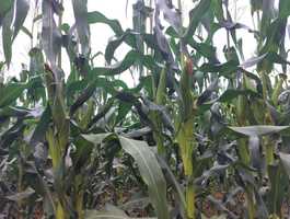Maize 