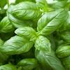 Basil