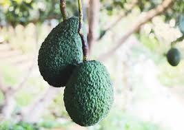 Avo