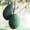 Avo