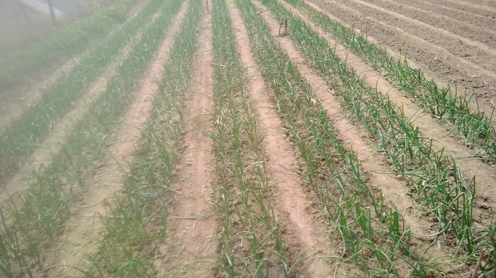 Onion crop aug22