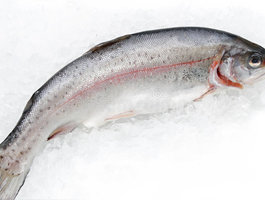 Trout fish 