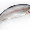 Trout fish 