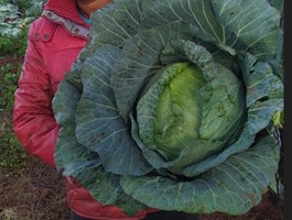 Cabbage