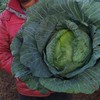 Cabbage