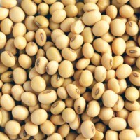 Ug soya beans