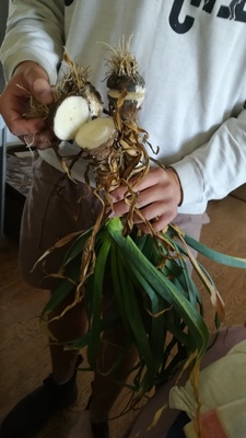 Garlic plant