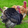 Turkey keeping in uganda