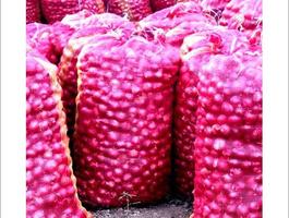Onions %282%29