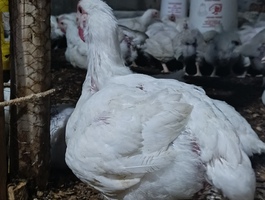 Img 20250529 190914 793