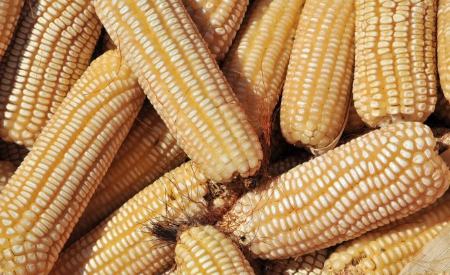 Maize3