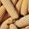 Maize3