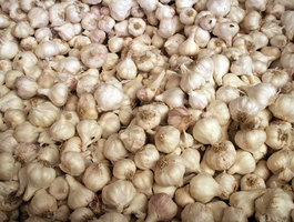 Garlic 1527215