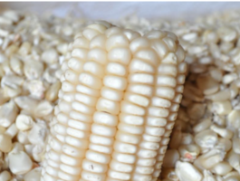 Maize produce