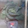 Img 20210612 wa0010