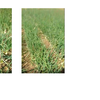 Onions sept22