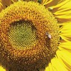 Sunflower004 1
