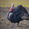 Turkey in uganda