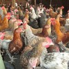Poultry 3
