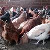Poultry 5