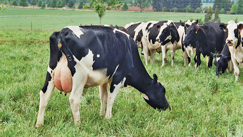 Dairy cows