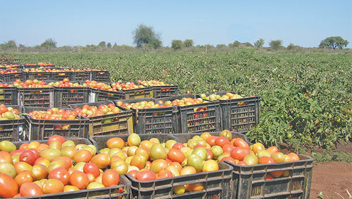 Tomato crop
