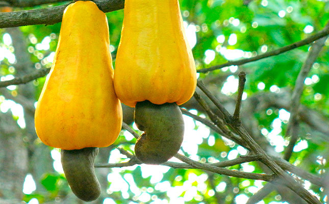 Cashew nuts