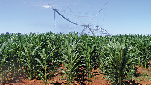 Maize land