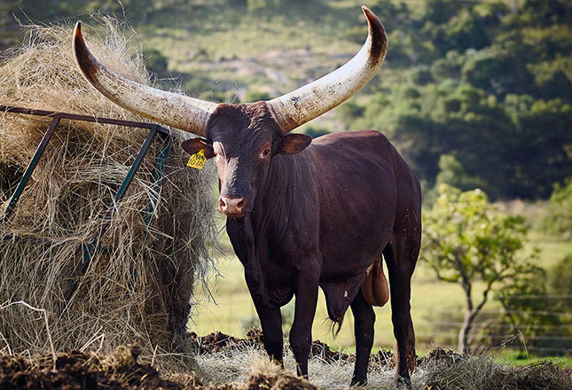 Ankole bull daniel naude