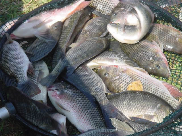 Nile tilapia c
