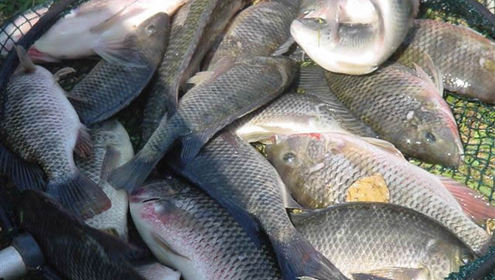 Nile tilapia c