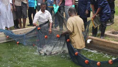 Tilapia pond harvest efua