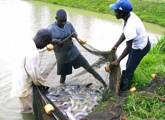 Zzzzzzzzzharvesting clarias uganda usaid project