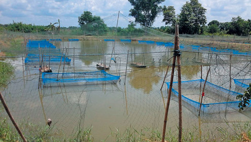 Unfenced fish ponds