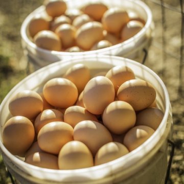 Farmeggs