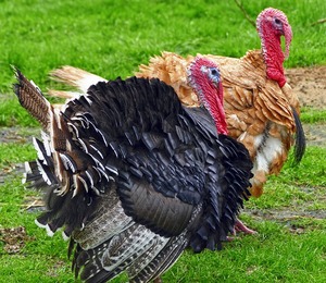 Turkey keeping in uganda