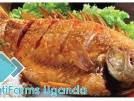 Fish